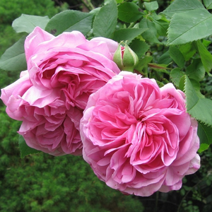 Világos rózsaszín - történelmi - bourbon rózsa